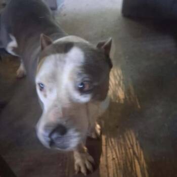 Sparkle -  Terrier Dog for Adoption in Hackett, Arkansas - Sparkle | PetCurious