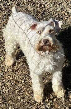 Rescue Miniature Schnauzer Dogs for Adoption in Zanesville, Ohio - Charmin | PetCurious