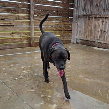 Blue -  Mastiff and Mixed Breed Dog for Adoption in Freeport, Florida - Blue | PetCurious