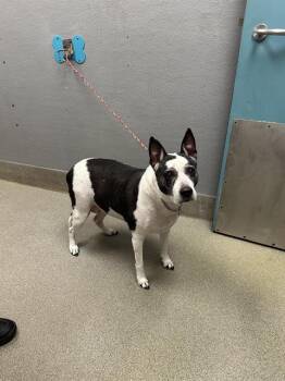 Rescue Pit Bull Terrier Dogs for Adoption in Las Vegas, Nevada - MILLIE | PetCurious