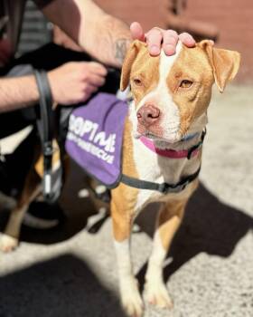 Constance -  Boxer Dog for Adoption in New York, New York - Constance | PetCurious