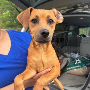 Terrier Dogs Available for Adoption in Parrish, Alabama - Nikki | PetCurious
