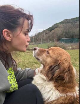 Kuqo Albania -  Shepherd Dog for Adoption in Rockaway, New Jersey - Kuqo Albania | PetCurious
