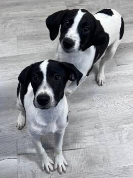 Sneezy aka Rex -  Mixed Breed Dog for Adoption in Ellijay, Georgia - Sneezy Aka Rex | PetCurious