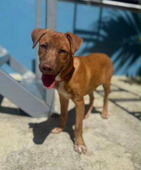 Milo -  Labrador Retriever Dog for Adoption in Jenkintown, Pennsylvania - Milo | PetCurious