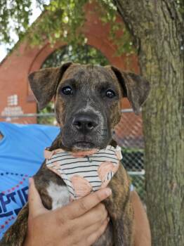 Rescue Terrier Dogs for Adoption in Waterloo, Iowa - Maple | PetCurious