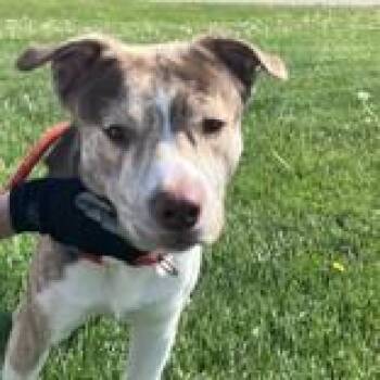 Siberian Husky Dogs Available for Adoption in Hilliard, Ohio - Perseus | PetCurious