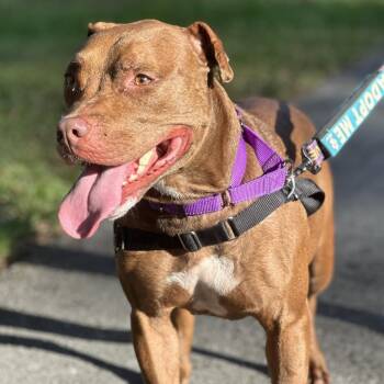 Rescue Mixed Breed Dogs for Adoption in Lakeland, Florida - Soho | PetCurious