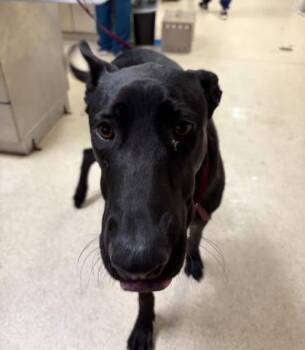 BRUCE WAYNE -  Belgian Shepherd Malinois and Mixed Breed Dog for Adoption in Riverside, California - BRUCE WAYNE | PetCurious