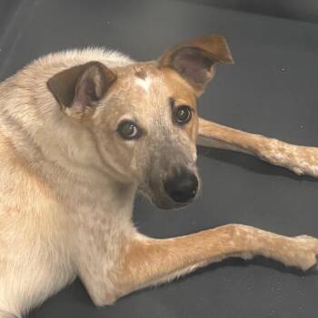 Mixed Breed Dogs Available for Adoption in Allentown, Pennsylvania - Rocky | PetCurious