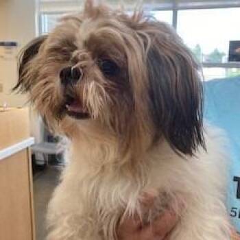 YORK-Stray-16380 -  Shih Tzu and Mixed Breed Dog for Adoption in York, Pennsylvania - YORK-Stray-16380 | PetCurious