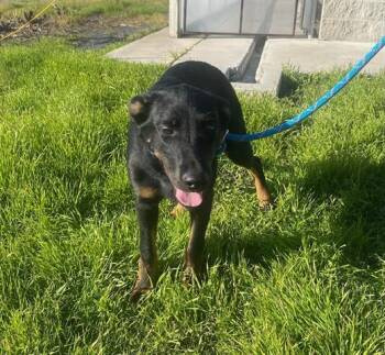 Rescue German Shepherd Dog Dogs for Adoption in Lathrop, California - FAITH | PetCurious