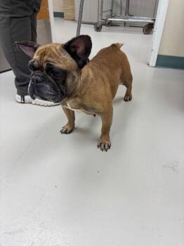 Dorothy -  French Bulldog Dog for Adoption in Findlay, Ohio - Dorothy | PetCurious