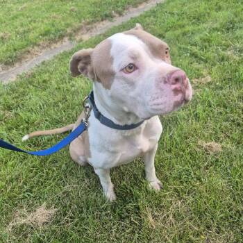 Marla -  Pit Bull Terrier and Mixed Breed Dog for Adoption in Boone, Iowa - Marla | PetCurious