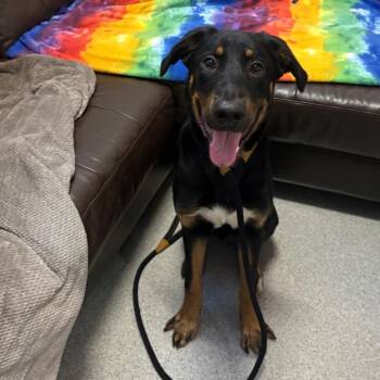 Motley -  Bernese Mountain Dog and Mixed Breed Dog for Adoption in Chicago, Illinois - Motley | PetCurious