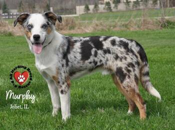 Australian Shepherd Dogs Available for Adoption in Joliet, Illinois - Murphy | PetCurious