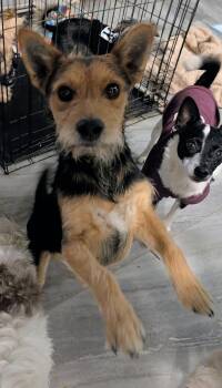 Rescue Yorkshire Terrier Dogs for Adoption in Saint David, Arizona - Fatboy | PetCurious