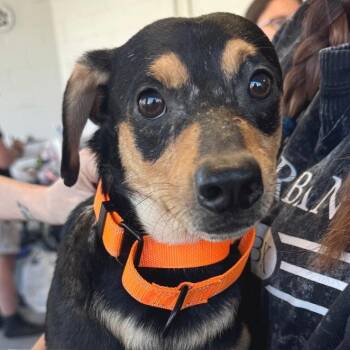 Mixed Breed Dogs Available for Adoption in Fredericksburg, Virginia - Berlin | PetCurious