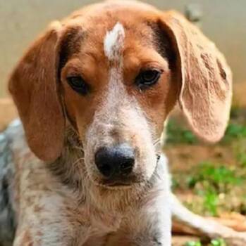 Nibbles (AL) -  English Coonhound Dog for Adoption - Nibbles (AL) | PetCurious