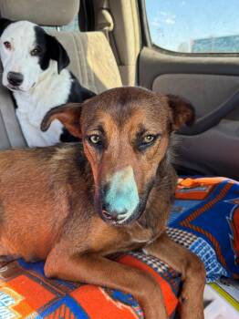 Rescue Mixed Breed Dogs for Adoption in Wilsall, Montana - Ruby | PetCurious