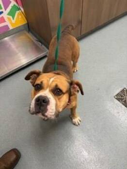 American Bulldog and Mixed Breed Dogs Available for Adoption in Baytown, Texas - CHUNK | PetCurious