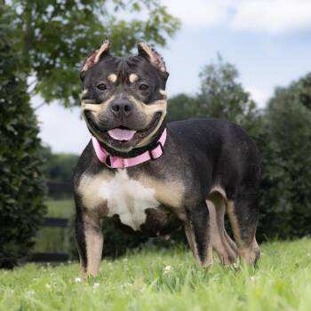 Shakira -  Mixed Breed Dog for Adoption in Franklin, Tennessee - Shakira | PetCurious