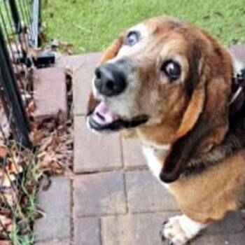Basset Hound Dogs Available for Adoption in Hamilton, New Jersey - HENRY | PetCurious