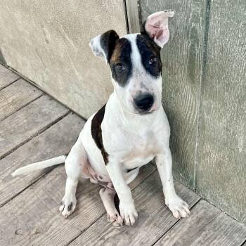 Terrier Dogs Available for Adoption in Longview, Texas - Carlos | PetCurious