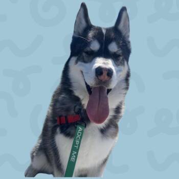 Husky and Alaskan Malamute Dogs Available for Adoption - Ghost | PetCurious