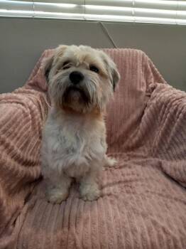Tajin -  Shih Tzu Dog for Adoption in Phoenix, Arizona - Tajin | PetCurious