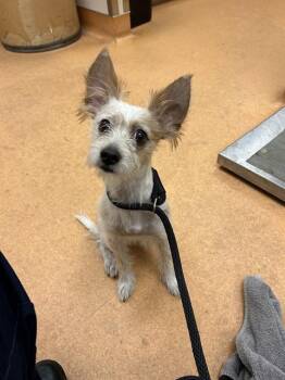 A1049922 -  Terrier Dog for Adoption in Martinez, California - A1049922 | PetCurious