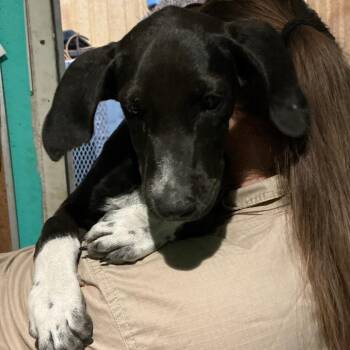 Krista -  Mixed Breed and Black Labrador Retriever Dog for Adoption in Durant, Oklahoma - Krista | PetCurious