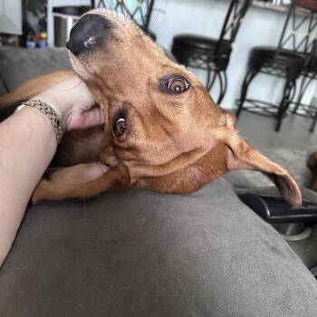 Chachi -  Beagle and Mixed Breed Dog for Adoption in Wichita, Kansas - Chachi | PetCurious