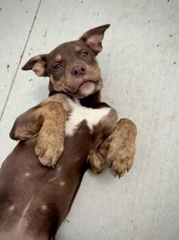 Labrador Retriever and Terrier Dogs Available for Adoption in Kalamazoo, Michigan - Stormy | PetCurious