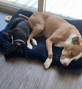 Darla -  Pit Bull Terrier Dog for Adoption in Denver, Colorado - Darla | PetCurious
