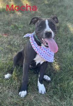 Rescue Pit Bull Terrier Dogs for Adoption in Wapakoneta, Ohio - Mocha | PetCurious