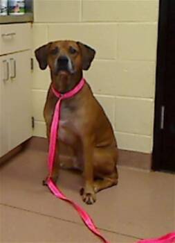 CARLTON -  Rhodesian Ridgeback and Mixed Breed Dog for Adoption in Cookeville, Tennessee - CARLTON | PetCurious
