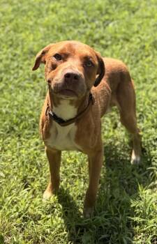 Jeffery -  Pit Bull Terrier Dog for Adoption in Lawrenceburg, Kentucky - Jeffery | PetCurious