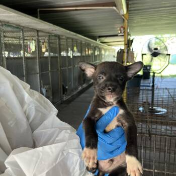 Champ -  Shepherd Dog for Adoption in Edinburg, Texas - Champ | PetCurious
