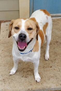 Roxie F -  Bluetick Coonhound and American Staffordshire Terrier Dog for Adoption in Bloomington, Indiana - Roxie F | PetCurious