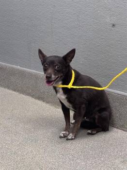 DARLA -  Chihuahua Dog for Adoption in Las Vegas, Nevada - DARLA | PetCurious