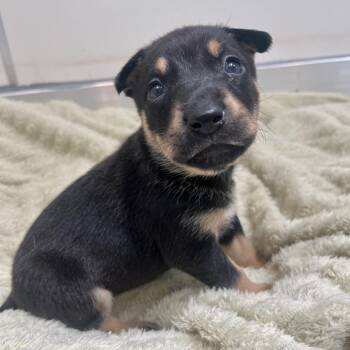 Yzma -  Rottweiler and Mixed Breed Dog for Adoption in Murray, Utah - Yzma | PetCurious