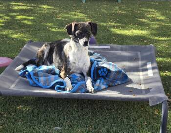 Italian Greyhound and Chihuahua Dogs Available for Adoption - Viognier | PetCurious