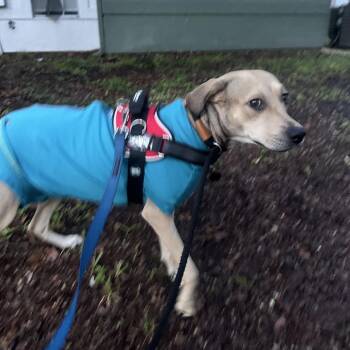 Momma Storm -  Shepherd Dog for Adoption in Tampa, Florida - Momma Storm | PetCurious