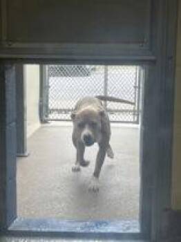 Rescue Pit Bull Terrier Dogs for Adoption in Reisterstown, Maryland - Lexie | PetCurious