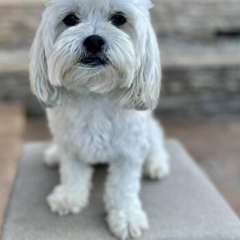 Rescue Bichon Frise and Havanese Dogs for Adoption in El Segundo, California - Rudy | PetCurious