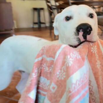 Edgar Allan Paw -  Terrier and Pointer Dog for Adoption in Corpus Christi, Texas - Edgar Allan Paw | PetCurious
