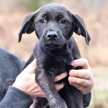 Rescue Mixed Breed Dogs for Adoption in Eastford, Connecticut - CT Hannibal | PetCurious