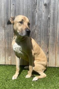 Rescue Shepherd and Boxer Dogs for Adoption in Fort Worth, Texas - Nala | PetCurious