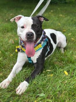 Rescue Pit Bull Terrier Dogs for Adoption in Newark, New Jersey - Dice | PetCurious